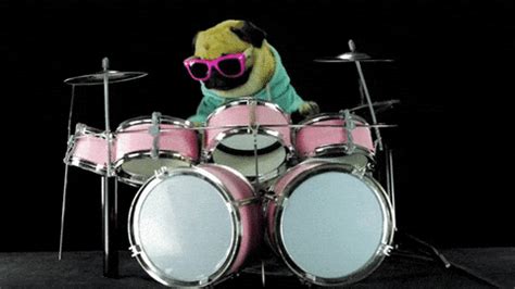 The perfect Frog Drummer Drums Animated GIF for your conversation. . Drums gif